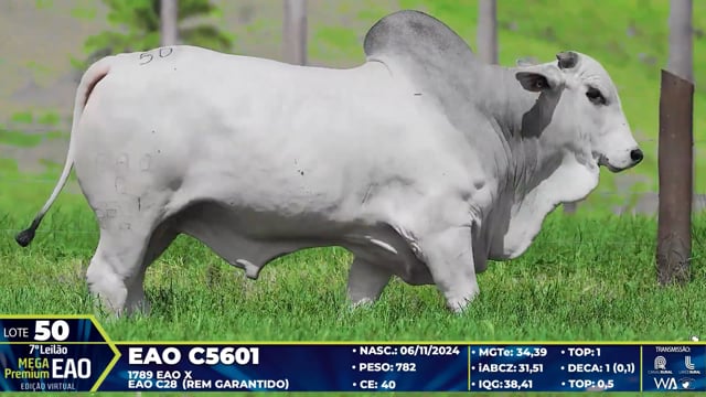 Lote 50