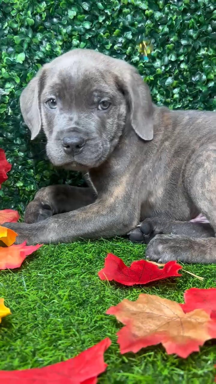 Male Cane Corso puppy named Zapps for sale at Puppy Dreams - Mansfield. video thumbnail