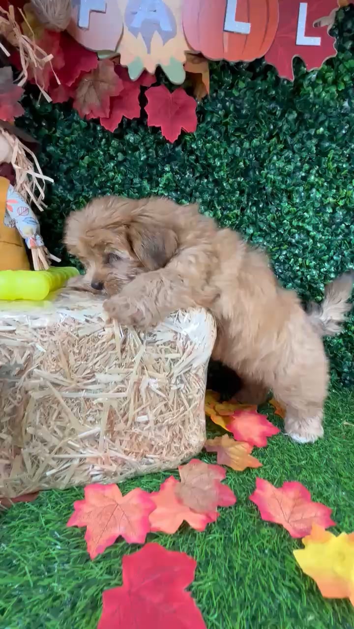 Female Shorkie puppy named Sunchips for sale at Puppy Dreams - Mansfield. video thumbnail