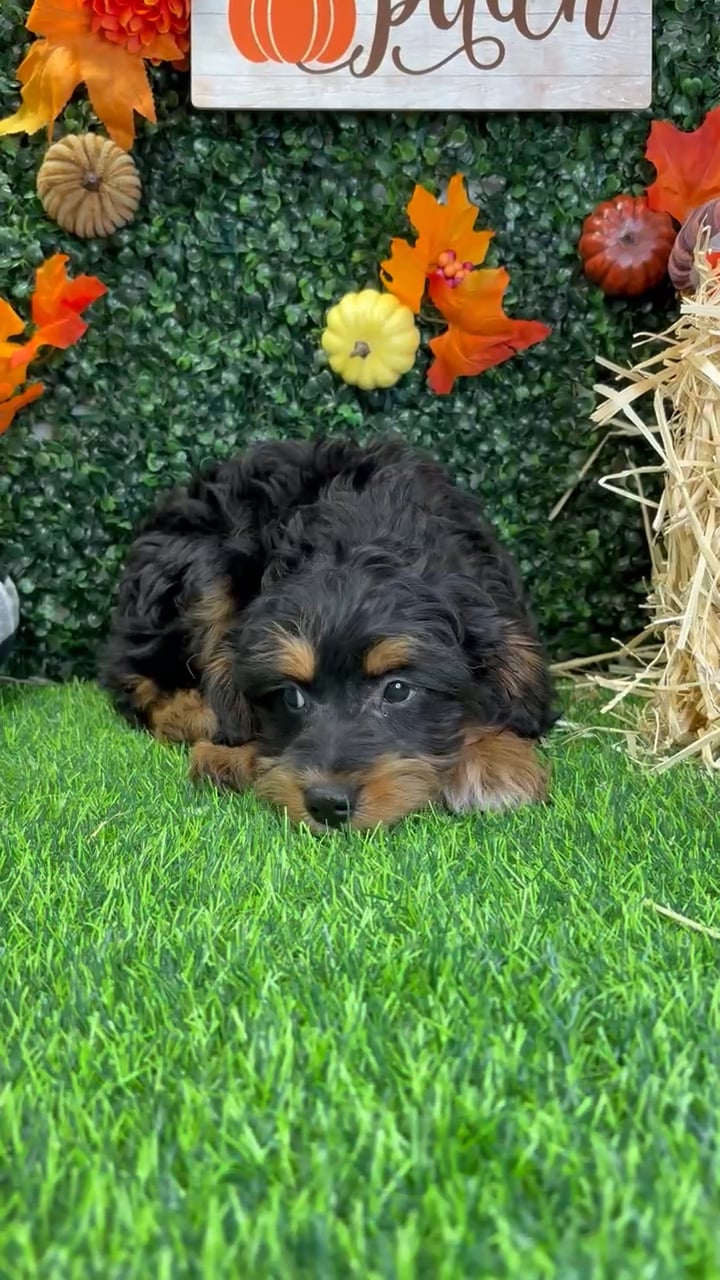 Female Mini Aussie Poo puppy named Mollie for sale at Puppy Dreams - Wichita West. video thumbnail