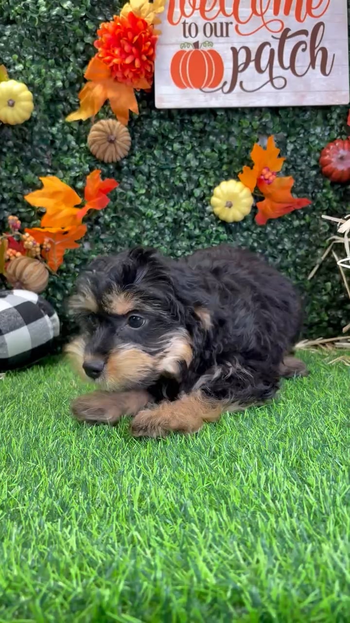 Female Mini Aussie Poo puppy named Millie for sale at Puppy Dreams - Wichita West. video thumbnail