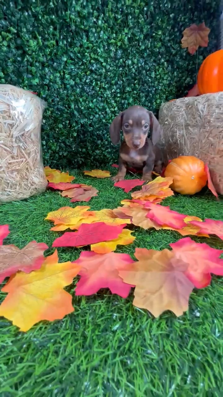 Male Dachshund puppy named Doritos for sale at Puppy Dreams - Mansfield. video thumbnail