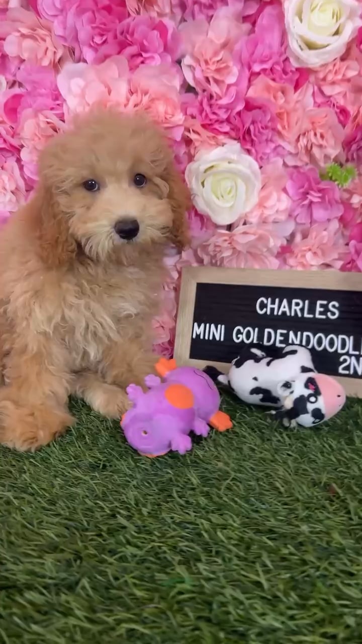 Male Mini Goldendoodle 2Nd Gen puppy named Charles for sale at Pet Express Braintree. video thumbnail