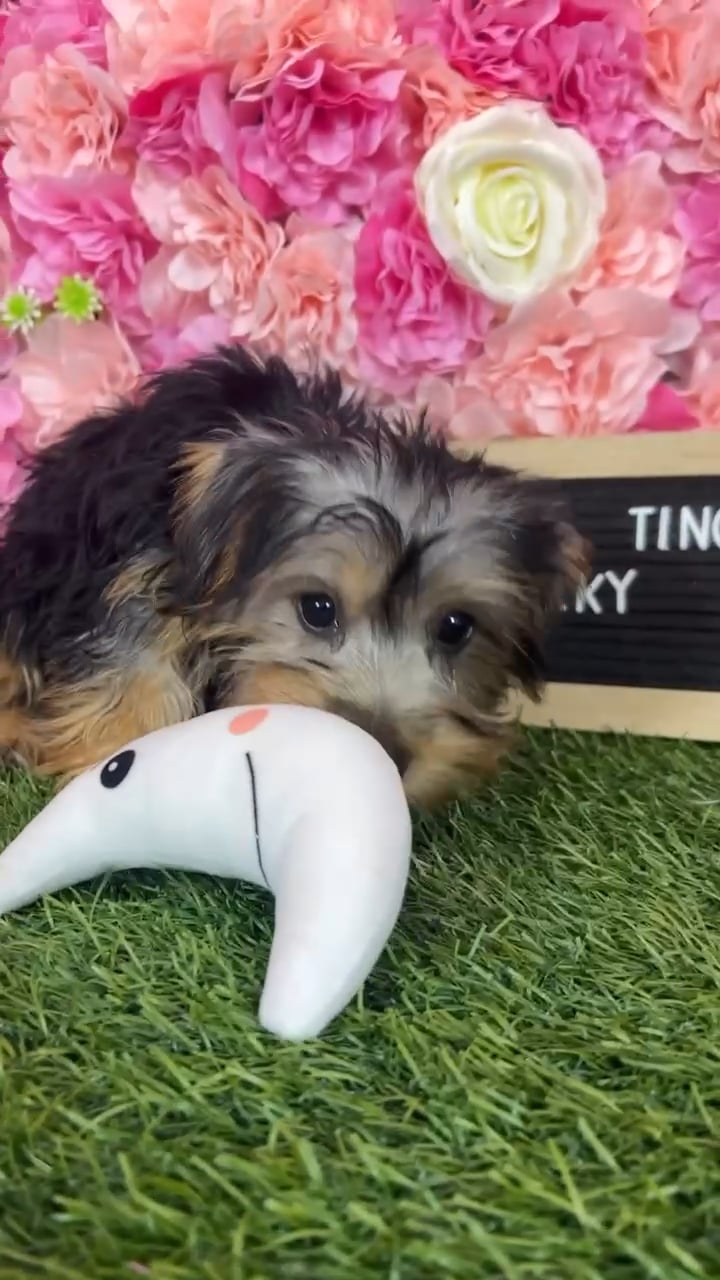 Male Silky Terrier puppy named Tino for sale at Pet Express Braintree. video thumbnail
