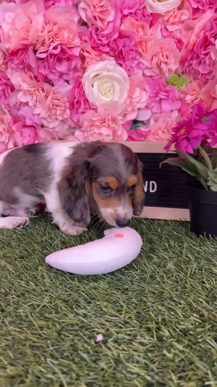 Male Dachshund puppy named Zack for sale at Pet Express Braintree. video thumbnail