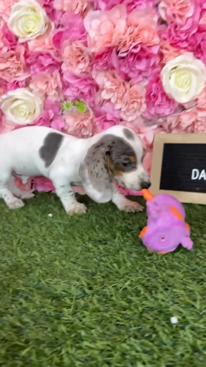 Male Dachshund puppy named Cody for sale at Pet Express Braintree. video thumbnail