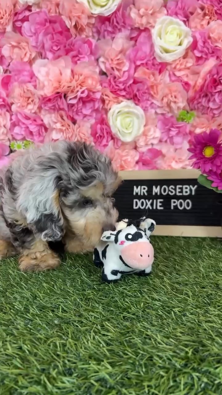 Male Doxie-Poo puppy named Mr Moseby for sale at Pet Express Braintree. video thumbnail