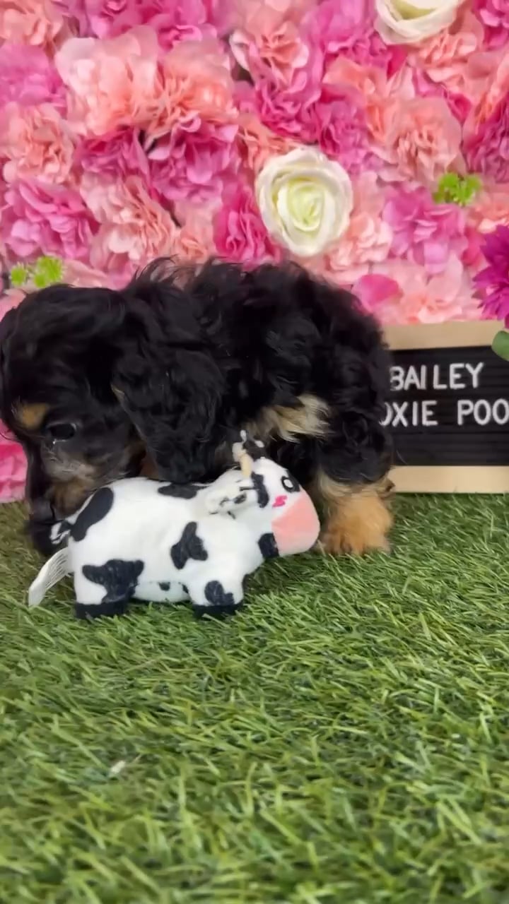 Female Doxie-Poo puppy named Bailey for sale at Pet Express Braintree. video thumbnail