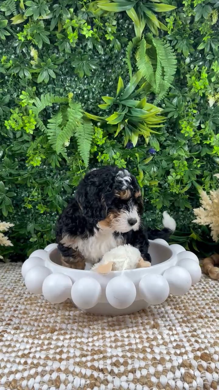 Male Bernedoodle puppy named Bear for sale at Puppy Dreams - Katy. video thumbnail