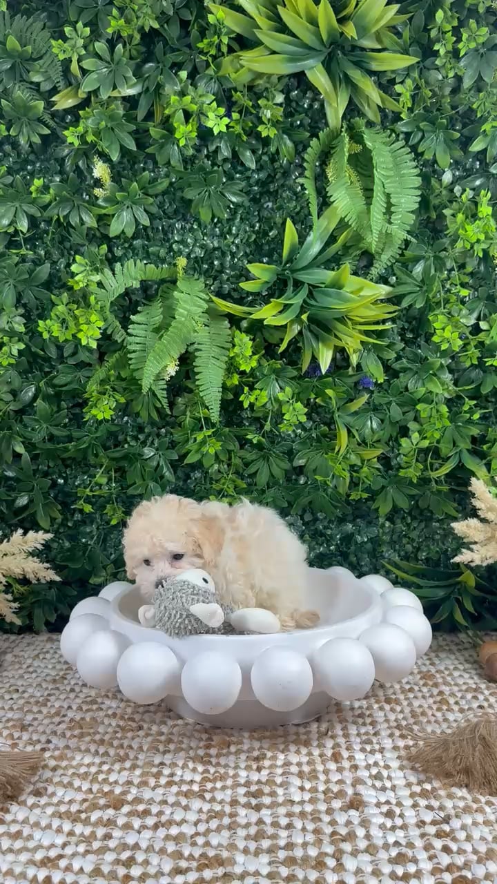 Female Maltipoo puppy named Bonnie for sale at Puppy Dreams - Katy. video thumbnail