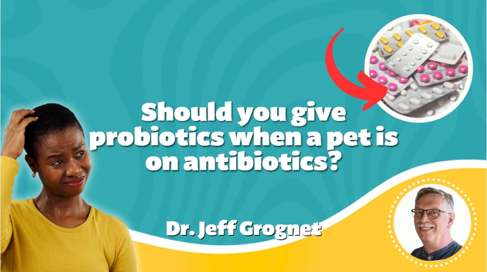 Should you give probiotics when a pet is on antibiotics?