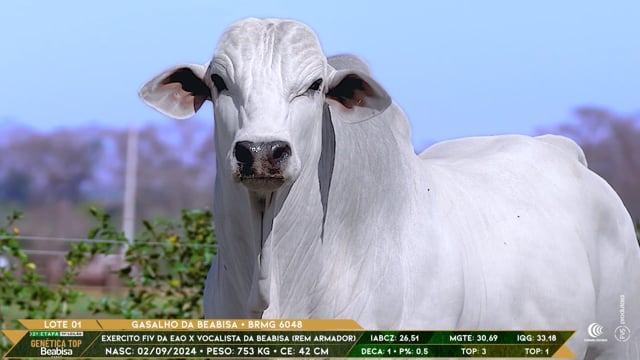 Lote 01