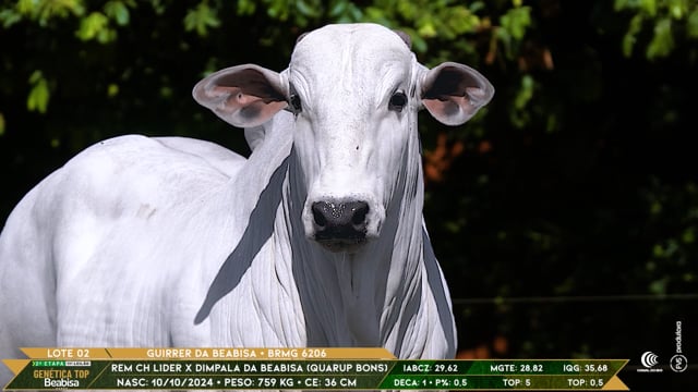 Lote 02
