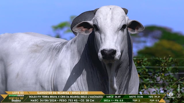 Lote 03