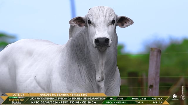 Lote 04
