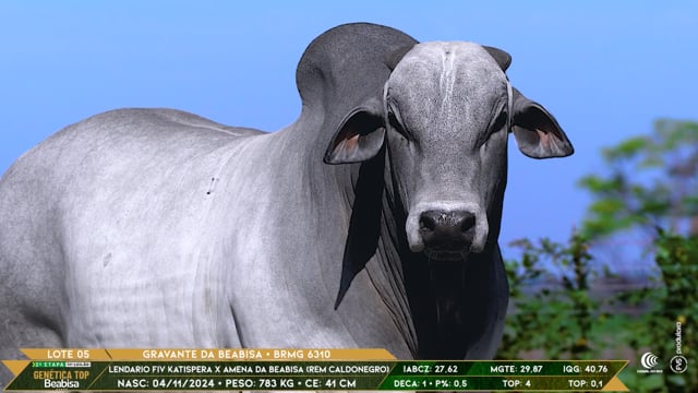 Lote 05