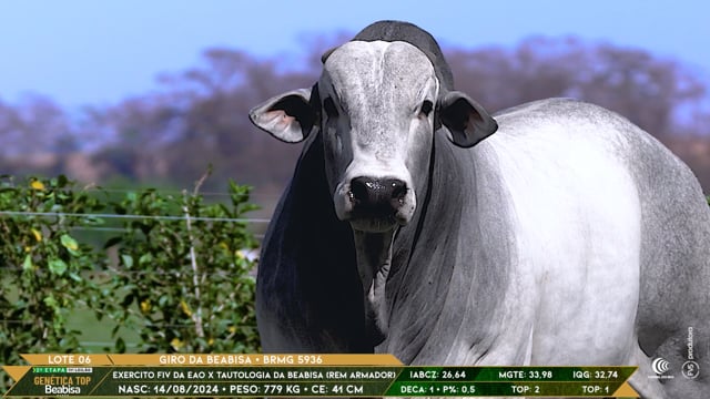 Lote 06