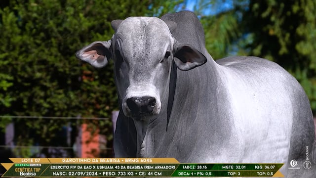 Lote 07