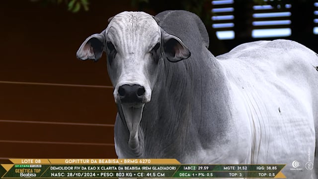 Lote 08