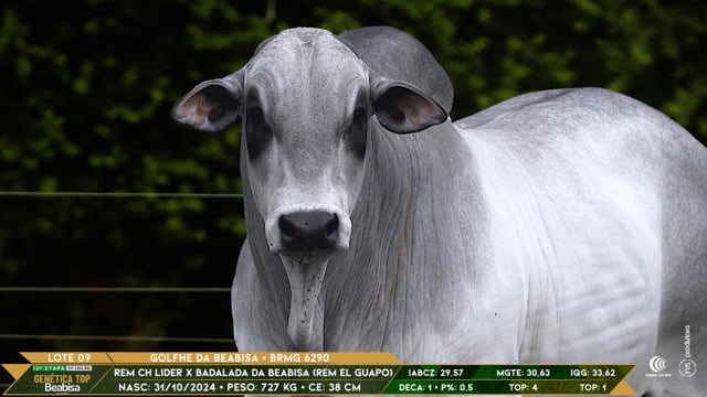 Lote 09