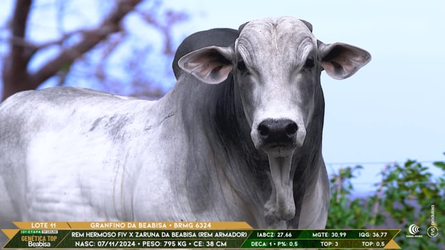 Lote 11