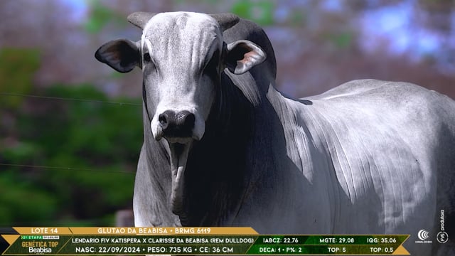 Lote 14