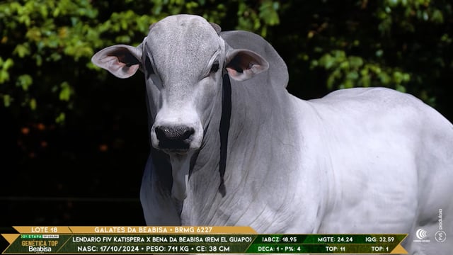 Lote 18