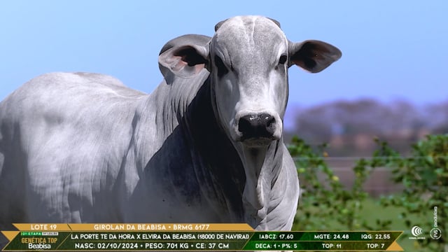 Lote 19