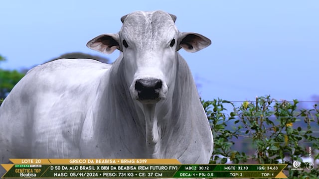 Lote 20