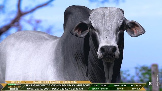 Lote 22
