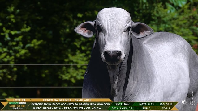Lote 24