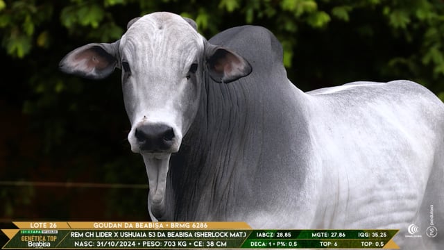 Lote 26