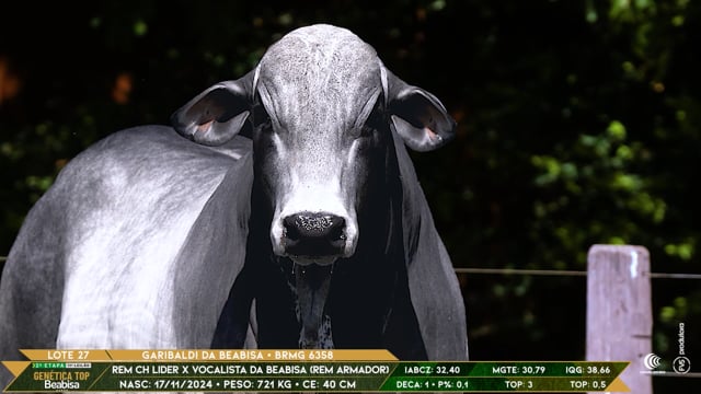 Lote 27
