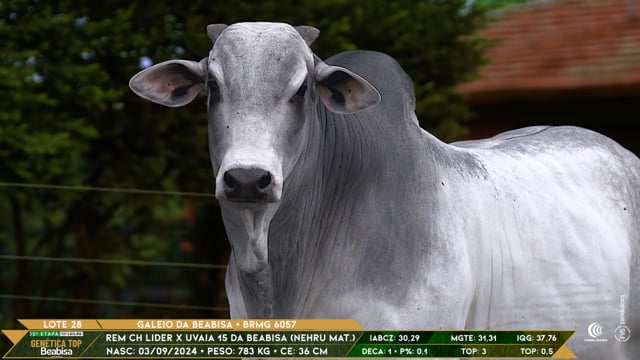 Lote 28