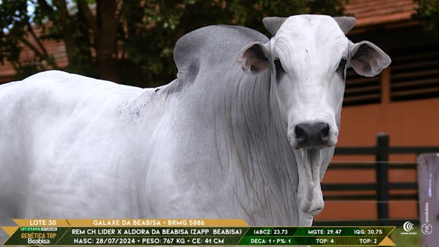 Lote 30