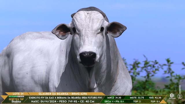 Lote 31