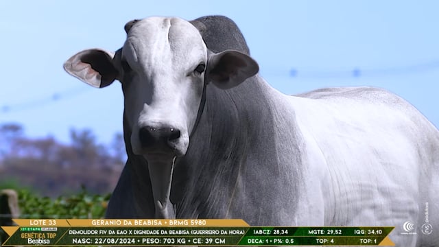 Lote 33