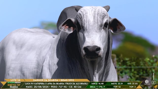 Lote 34