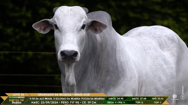 Lote 36