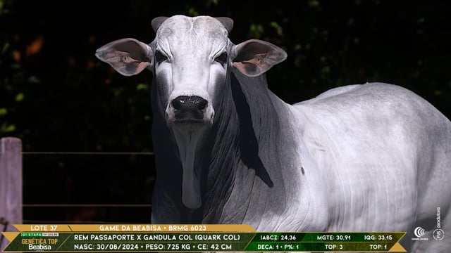 Lote 37