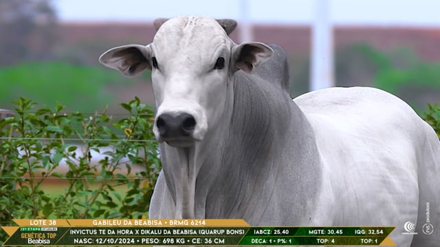 Lote 38