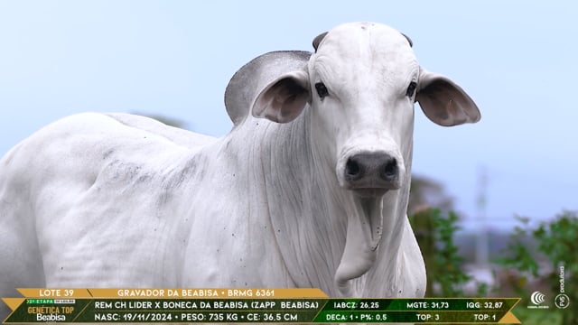 Lote 39