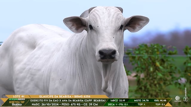 Lote 41