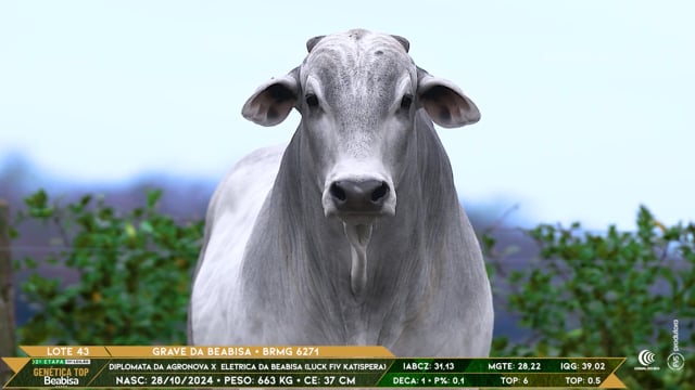 Lote 43