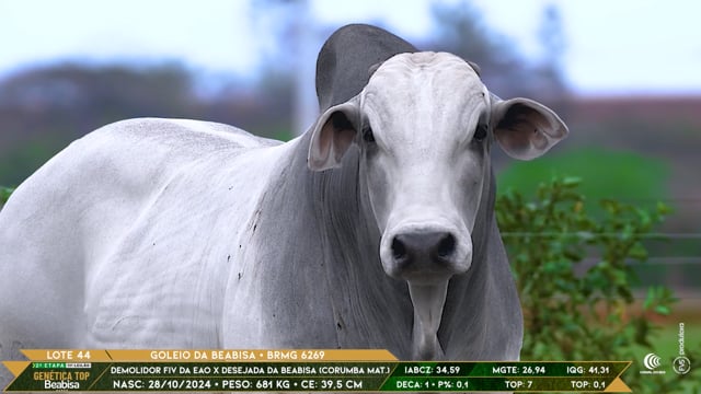 Lote 44