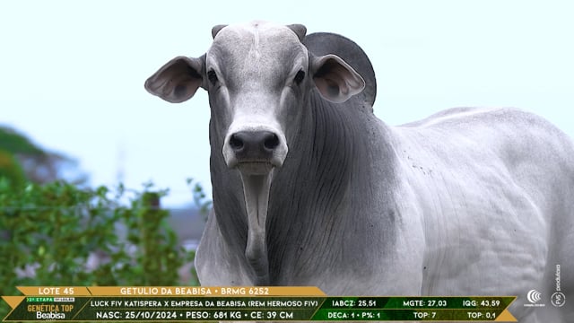 Lote 45