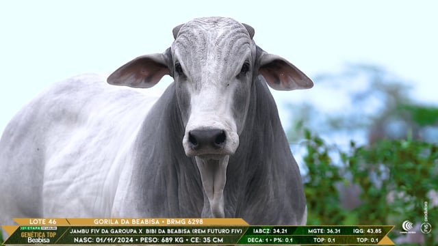 Lote 46