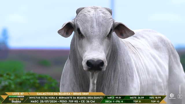 Lote 47