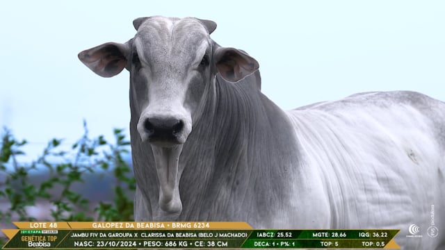Lote 48
