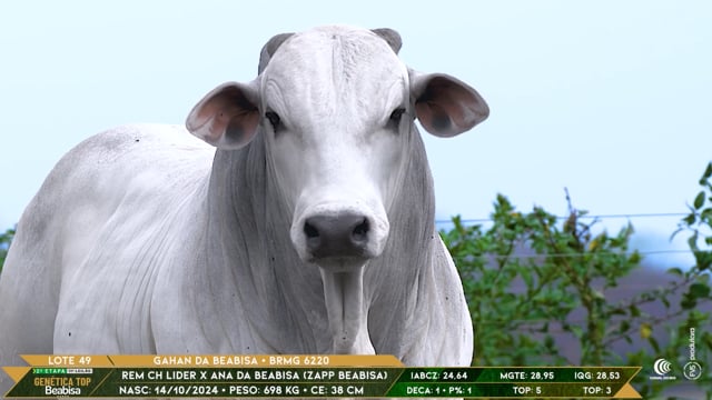 Lote 49